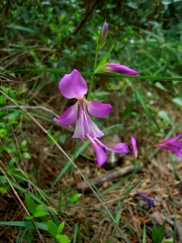 Изображение особи Gladiolus italicus.