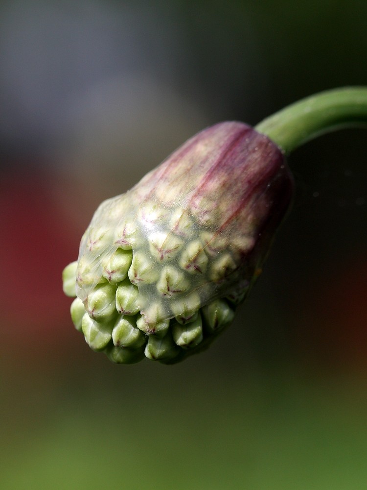 Image of Allium microdictyon specimen.