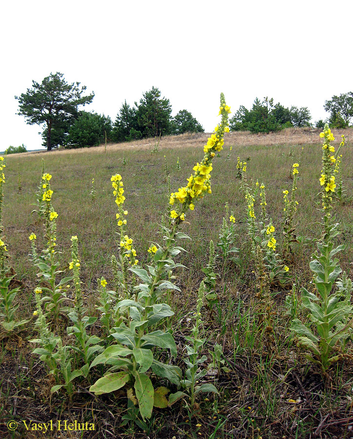 Изображение особи Verbascum densiflorum.