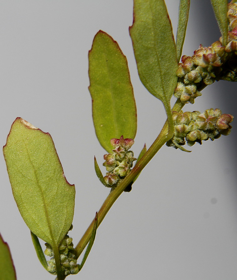 Image of Chenopodium album specimen.