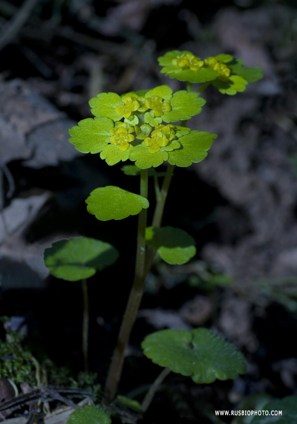 Изображение особи Chrysosplenium alternifolium.