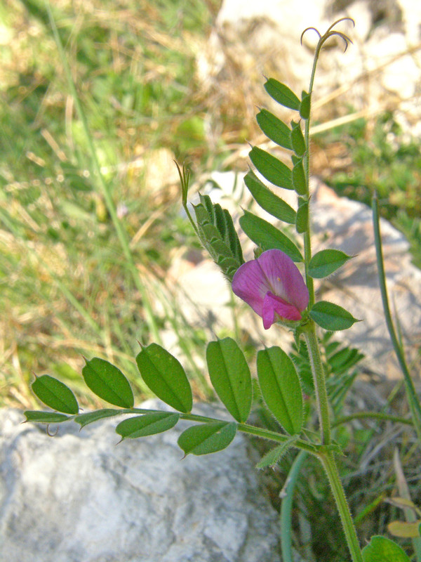 Image of Vicia cordata specimen.