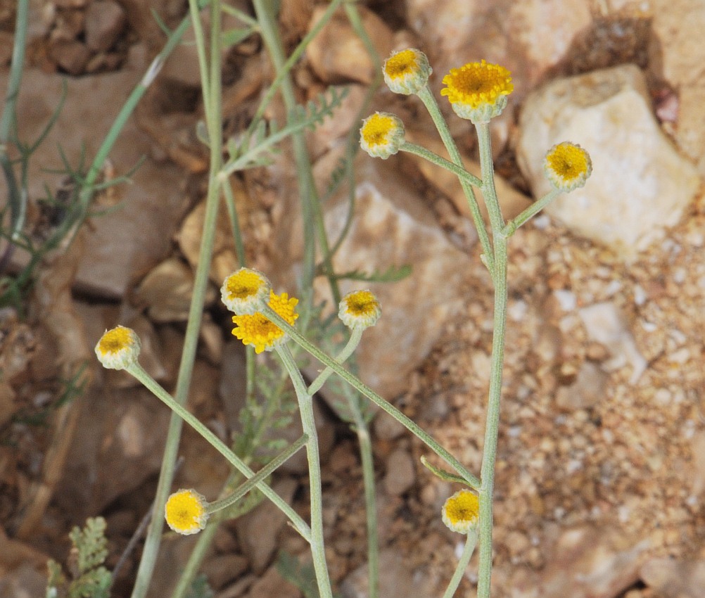 Изображение особи Tanacetum negevensis.