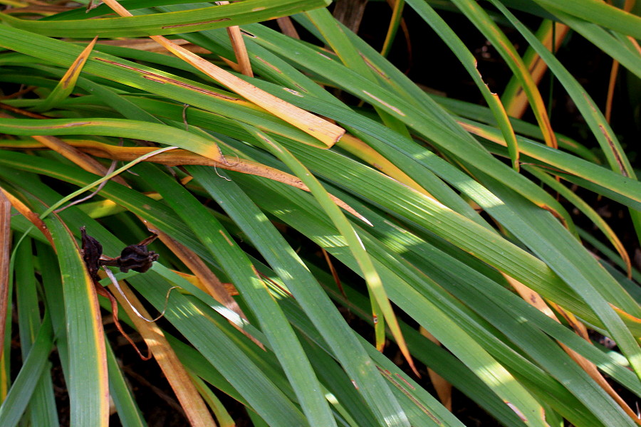 Image of Iris graminea specimen.