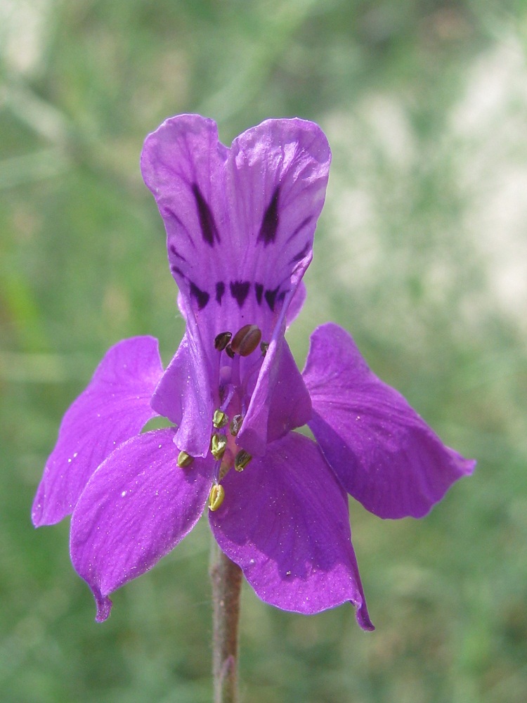 Image of Delphinium ajacis specimen.