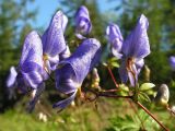 Aconitum sczukinii. Соцветие. Хабаровский край, Ванинский р-н, окр. пос. Высокогорный. 19.08.2010.