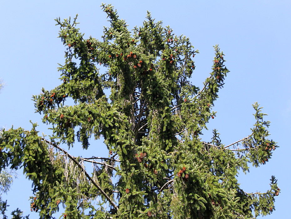 Image of Picea abies specimen.