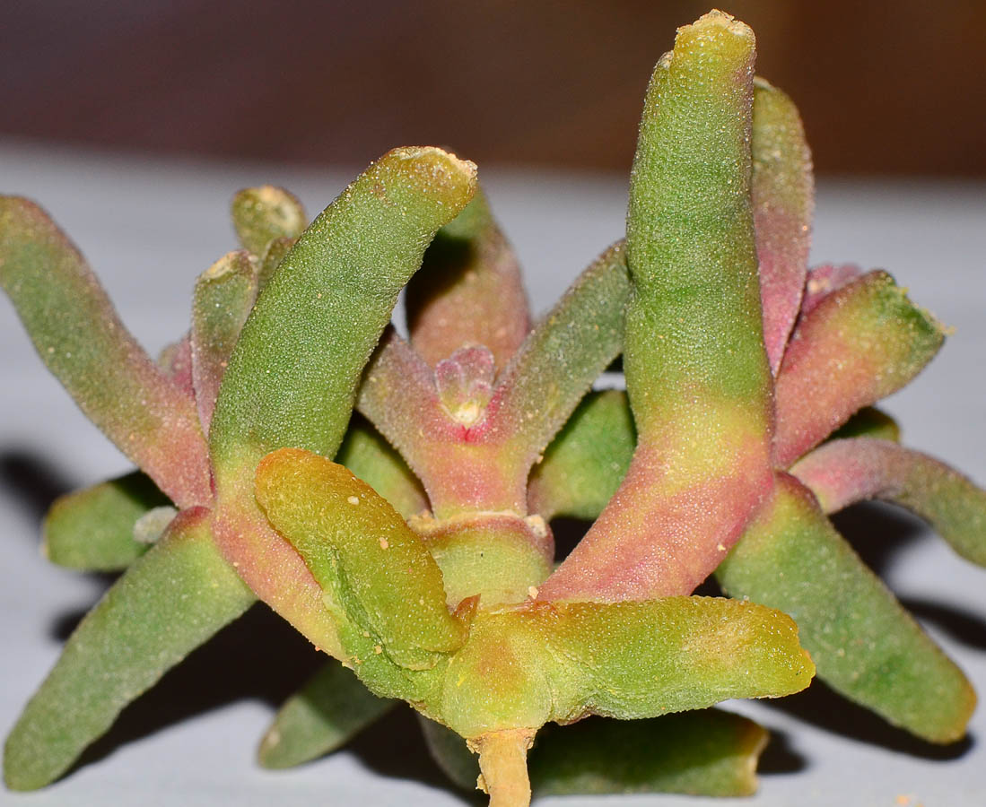 Image of Mesembryanthemum nodiflorum specimen.