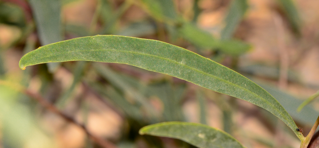 Image of Acacia salicina specimen.