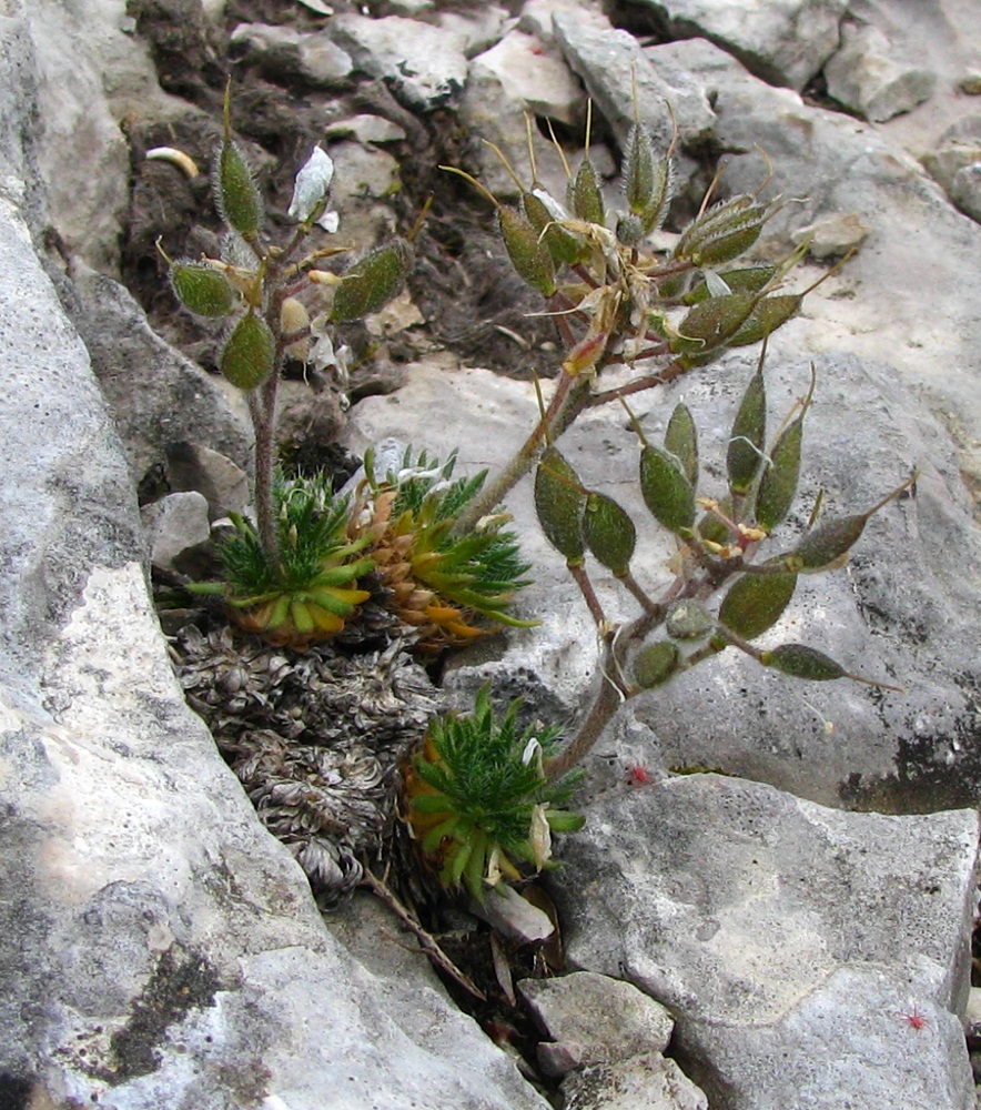 Image of Draba cuspidata specimen.