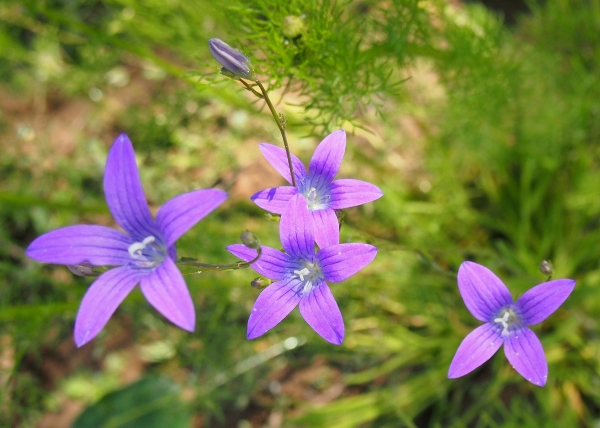 Image of Campanula patula specimen.