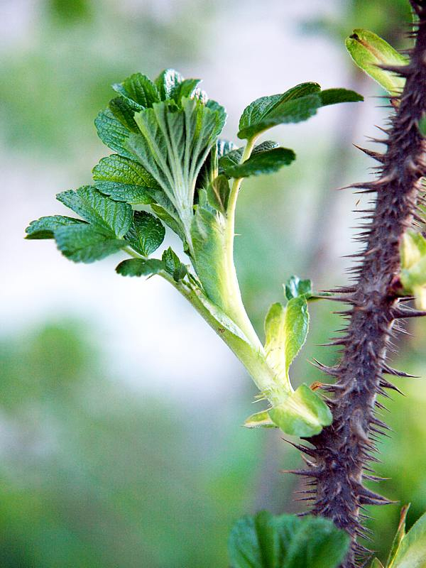 Image of Rosa rugosa specimen.