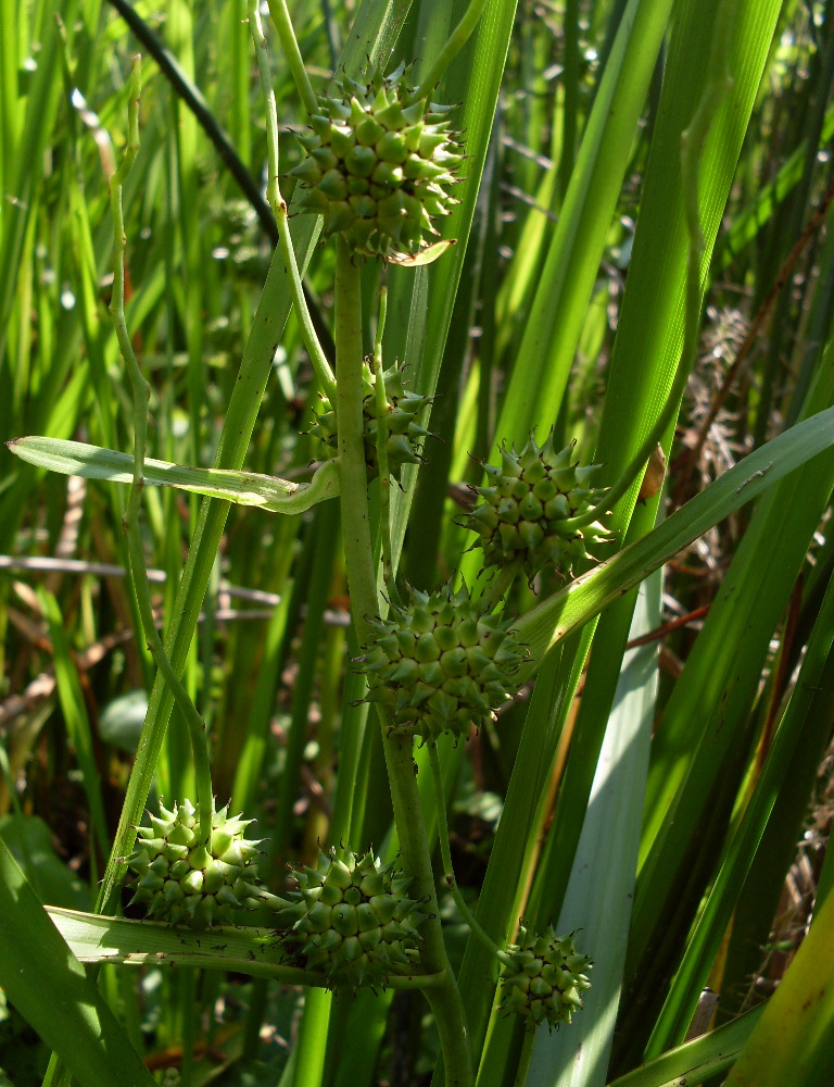 Изображение особи Sparganium erectum.