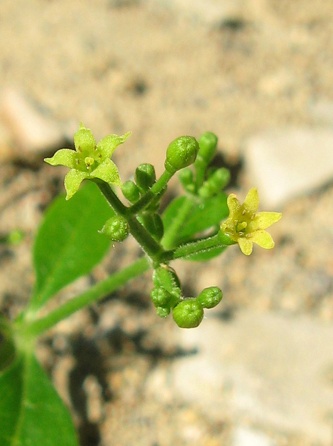 Image of Rubia tinctorum specimen.