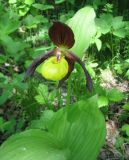 Cypripedium calceolus