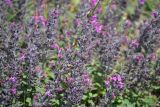 Teucrium chamaedrys