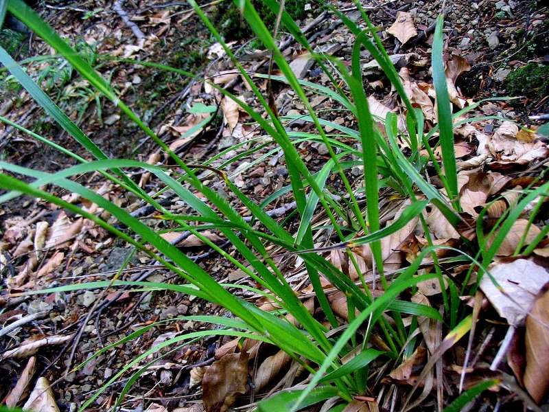 Image of Luzula luzuloides specimen.