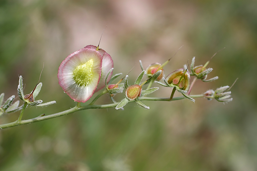 Image of Rindera echinata specimen.