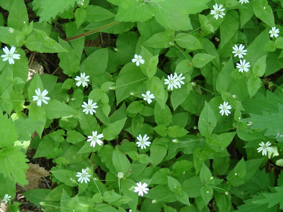 Image of Stellaria bungeana specimen.