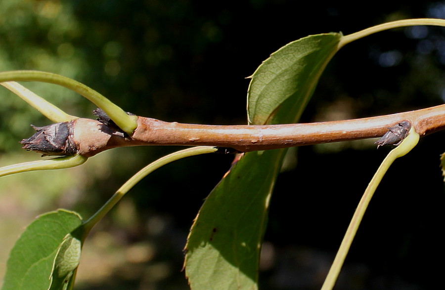 Image of Pyrus hondoensis specimen.