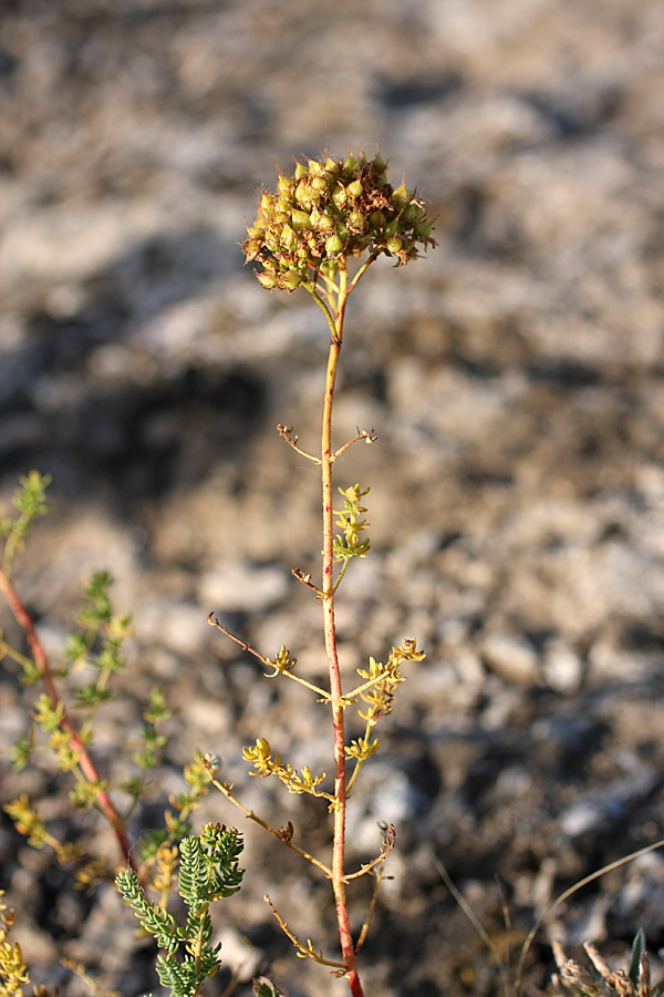 Image of Hypericum scabrum specimen.