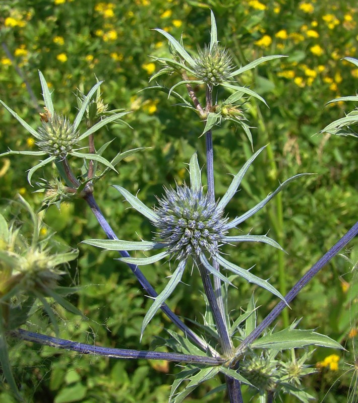 Image of Eryngium planum specimen.