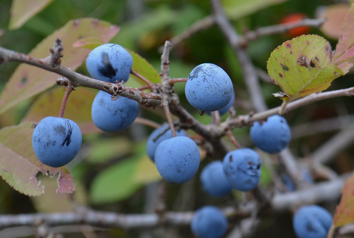 Изображение особи Prunus stepposa.