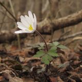 Anemone banketovii. Цветущее растение. Краснодарский край, Абинский р-н, окр. станицы Шапсугская, дубовый лес с примесью граба и бука. 02.03.2014.