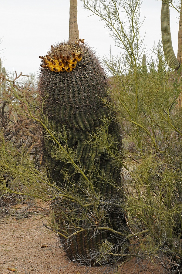 Image of Ferocactus wislizeni specimen.