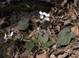 Viola variety albiflora