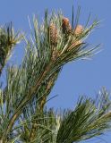Pinus armandii. Ветка с шишками. Германия, г. Дюссельдорф, Ботанический сад университета. 10.03.2014.