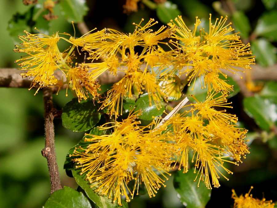 Image of Azara serrata specimen.