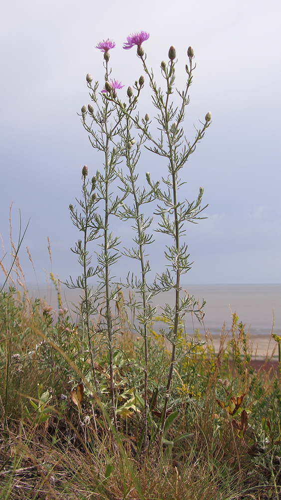 Image of Centaurea arenaria specimen.