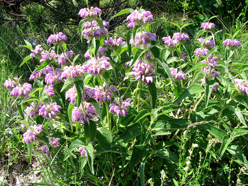 Image of Phlomis taurica specimen.