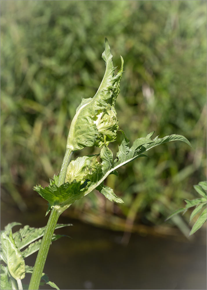 Изображение особи Cirsium oleraceum.