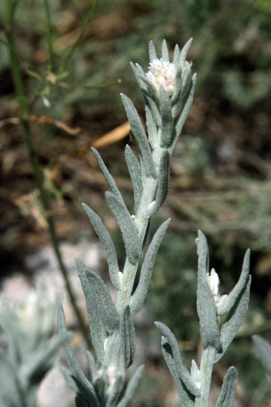 Image of Anaphalis velutina specimen.