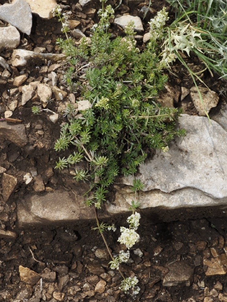 Image of Galium hellenicum specimen.