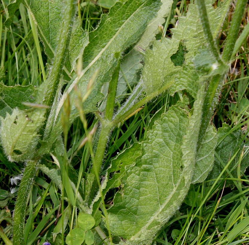 Image of Salvia stepposa specimen.