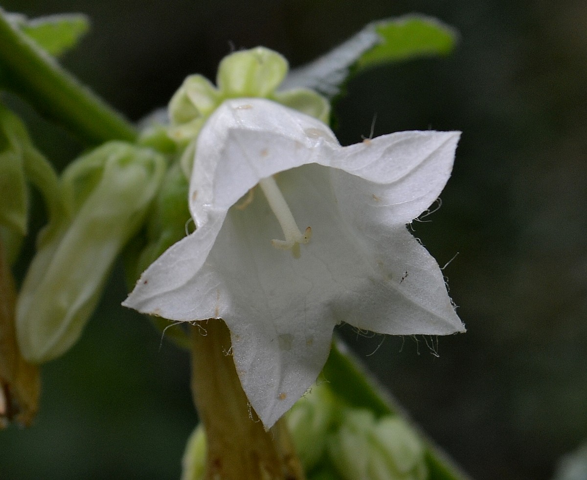 Image of Campanula alliariifolia specimen.