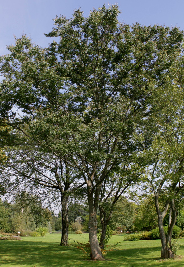 Image of Zelkova serrata specimen.