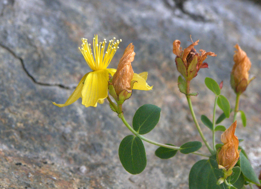 Image of Hypericum nummularioides specimen.