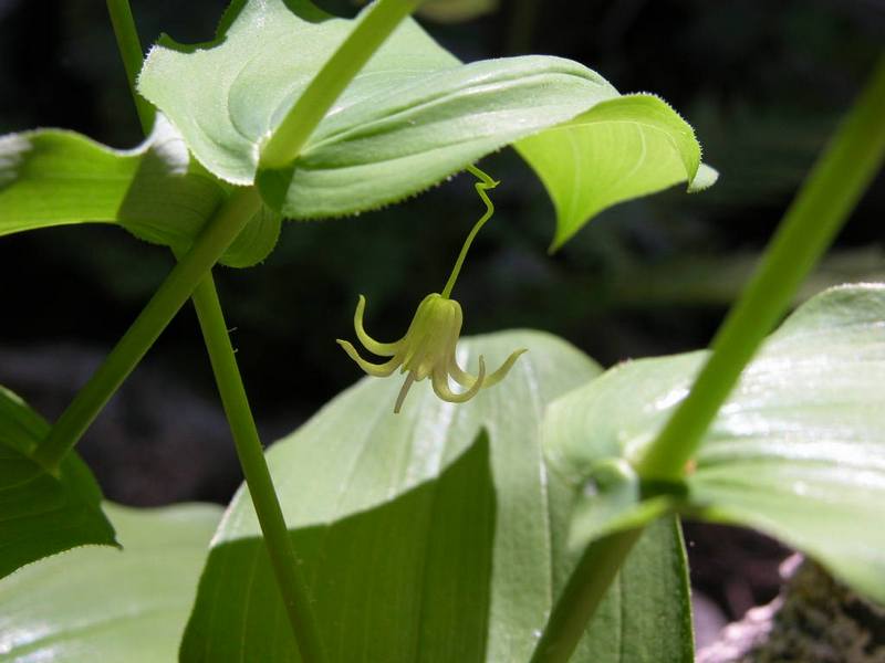 Изображение особи Streptopus amplexifolius.