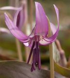 Erythronium japonicum