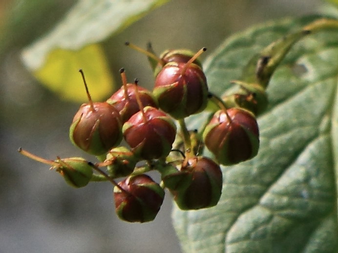 Изображение особи Lysimachia vulgaris.