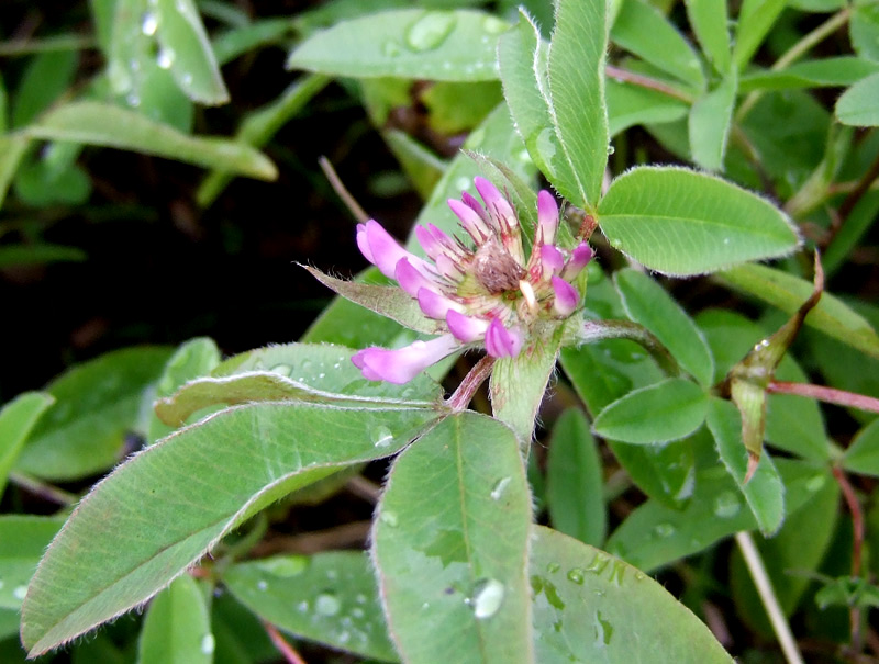 Image of Trifolium medium specimen.