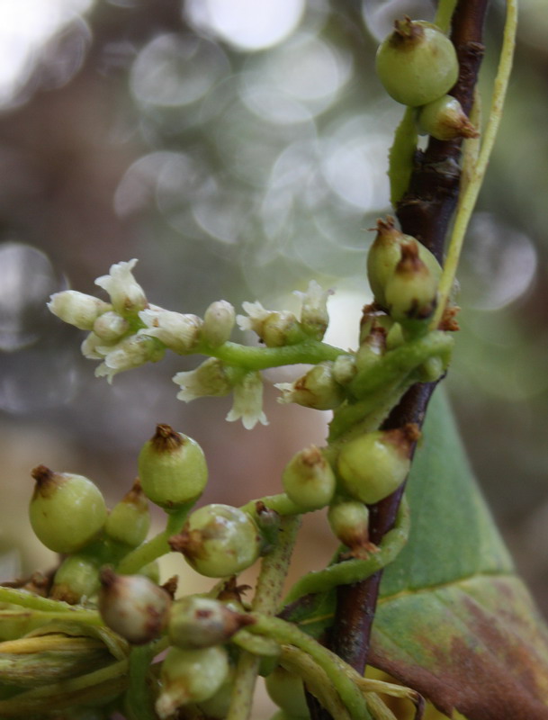 Image of Cuscuta lupuliformis specimen.