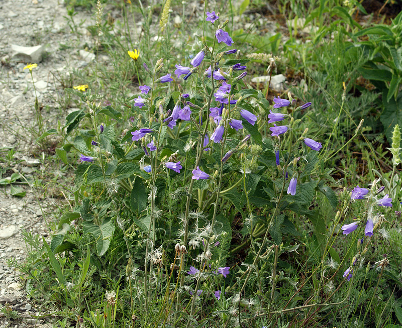 Image of Campanula praealta specimen.