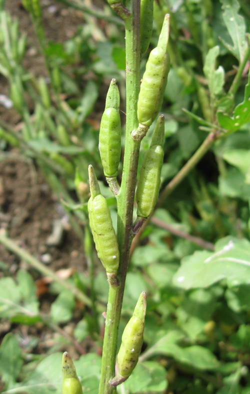 Изображение особи Eruca sativa.