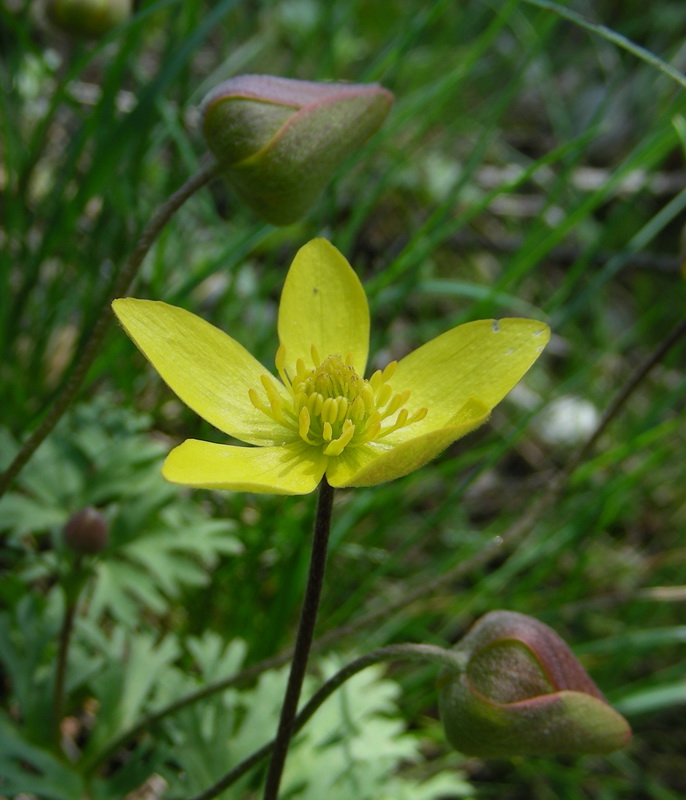 Image of Anemone gortschakowii specimen.