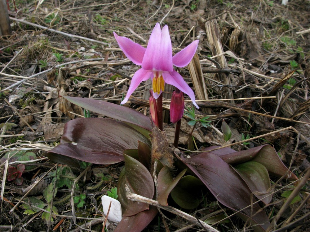 Изображение особи Erythronium sajanense var. rubinum.